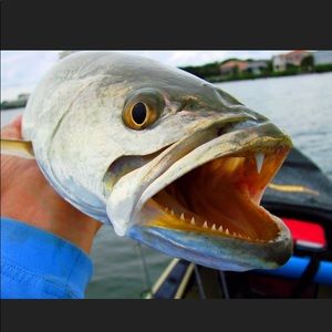 Meet your Posher, Henry